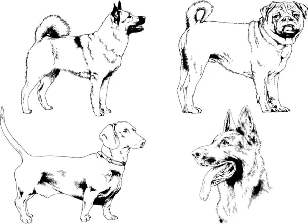 Dibujos Vectoriales Bocetos Pedigrí Perros Los Bastidores Dibujados Tinta Mano — Archivo Imágenes Vectoriales