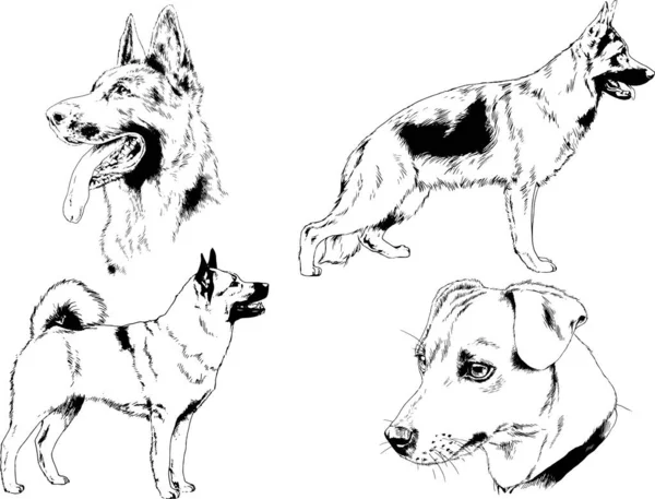 Dessins Vectoriels Croquis Chiens Pedigree Dans Les Supports Dessinés Encre — Image vectorielle