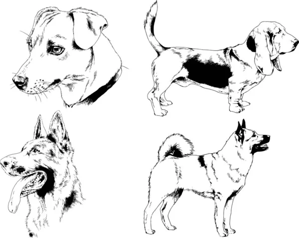 Disegni Vettoriali Schizzi Cani Pedigree Nei Rack Disegnati Inchiostro Mano — Vettoriale Stock