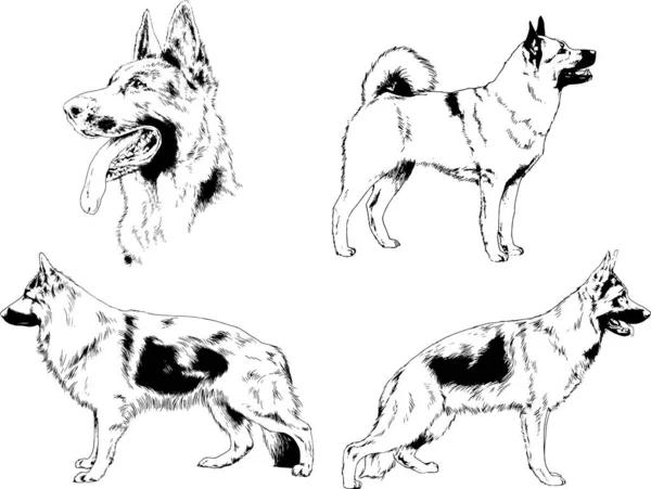 ベクター描画インクで手書きのラックの血統の犬をスケッチ 背景がないオブジェクト — ストックベクタ