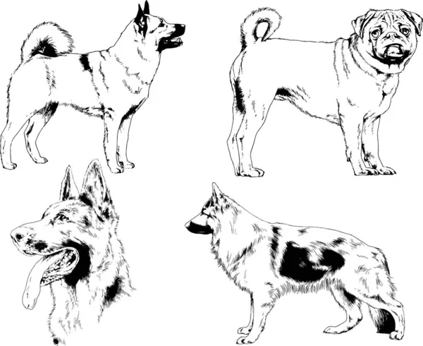 Vektör Çizim Cins Köpekler Mürekkeple Elle Çizilmiş Raflar Içinde Skeçler — Stok Vektör