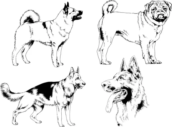 Desenhos Vetoriais Esboça Cães Pedigree Nas Prateleiras Desenhadas Tinta Mão —  Vetores de Stock