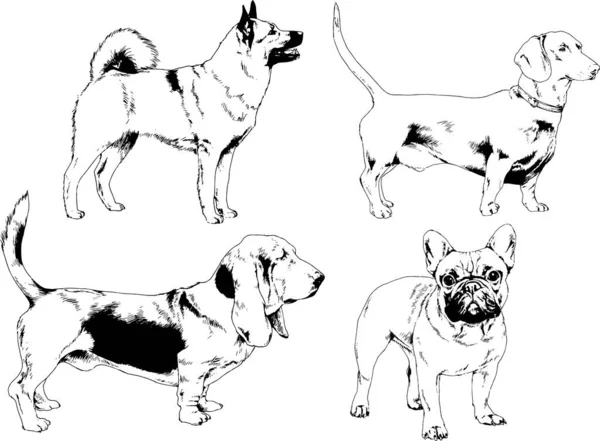 Desenhos Vetoriais Esboça Cães Pedigree Nas Prateleiras Desenhadas Tinta Mão — Vetor de Stock