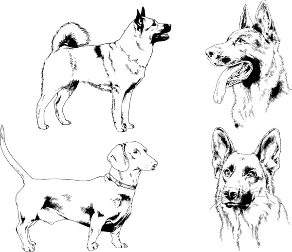 Desenhos Vetoriais Esboça Cães Pedigree Nas Prateleiras Desenhadas Tinta Mão —  Vetores de Stock