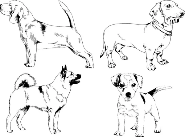 Desenhos Vetoriais Esboça Cães Pedigree Nas Prateleiras Desenhadas Tinta Mão —  Vetores de Stock