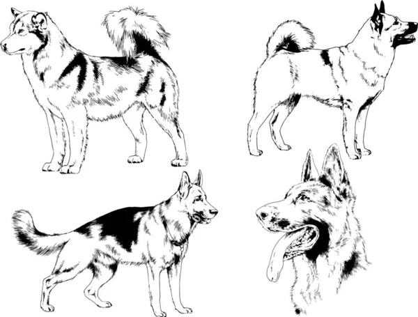 Dibujos Vectoriales Bocetos Pedigrí Perros Los Bastidores Dibujados Tinta Mano — Archivo Imágenes Vectoriales