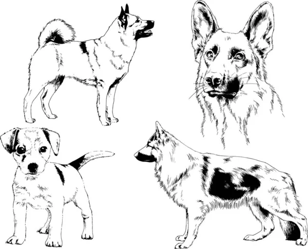 Dibujos Vectoriales Bocetos Pedigrí Perros Los Bastidores Dibujados Tinta Mano — Archivo Imágenes Vectoriales