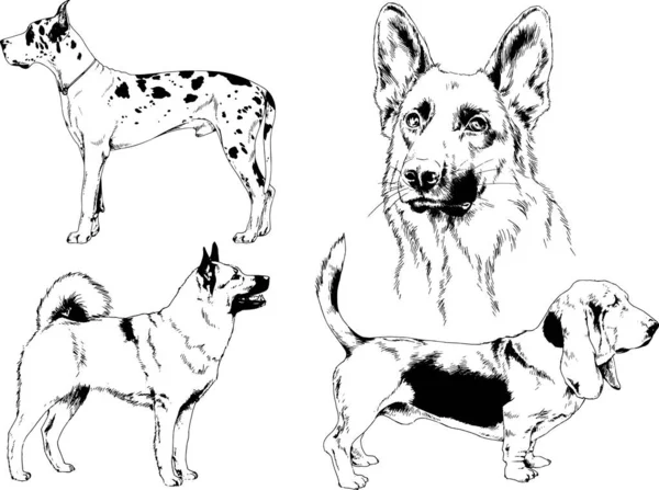 Dibujos Vectoriales Bocetos Pedigrí Perros Los Bastidores Dibujados Tinta Mano — Archivo Imágenes Vectoriales