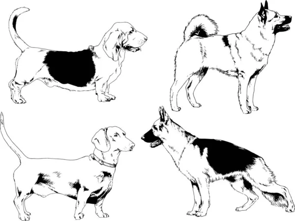 Disegni Vettoriali Schizzi Cani Pedigree Nei Rack Disegnati Inchiostro Mano — Vettoriale Stock