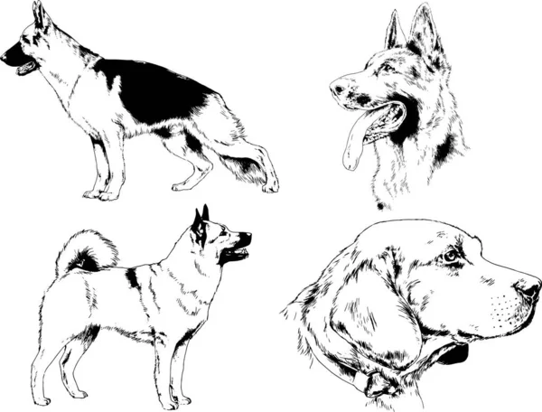 Desenhos Vetoriais Esboça Cães Pedigree Nas Prateleiras Desenhadas Tinta Mão —  Vetores de Stock