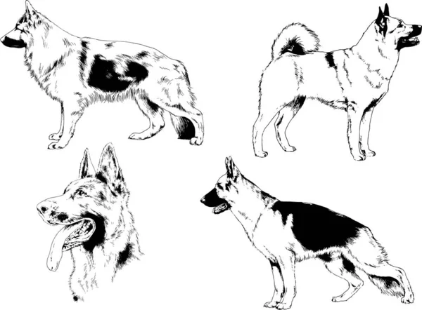 Dessins Vectoriels Croquis Chiens Pedigree Dans Les Supports Dessinés Encre — Image vectorielle