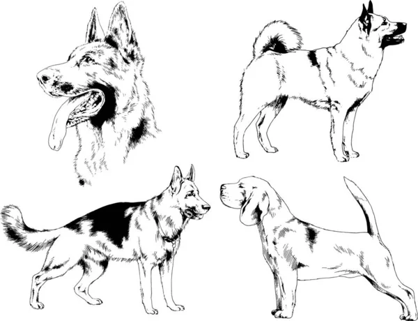 Desenhos Vetoriais Esboça Cães Pedigree Nas Prateleiras Desenhadas Tinta Mão —  Vetores de Stock