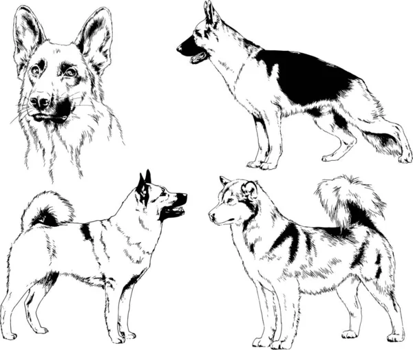 Dibujos Vectoriales Bocetos Pedigrí Perros Los Bastidores Dibujados Tinta Mano — Archivo Imágenes Vectoriales