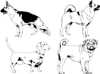vektör çizim cins köpekler mürekkeple elle çizilmiş raflar içinde skeçler, arka plan ile obje