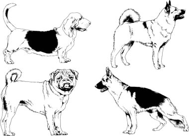 vektör çizim cins köpekler mürekkeple elle çizilmiş raflar içinde skeçler, arka plan ile obje
