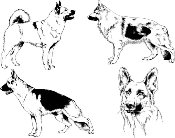 ベクター描画インクで手書きのラックの血統の犬をスケッチ 背景がないオブジェクト — ストックベクタ