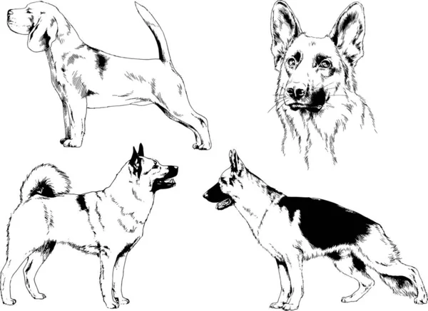 Desenhos Vetoriais Esboça Cães Pedigree Nas Prateleiras Desenhadas Tinta Mão —  Vetores de Stock