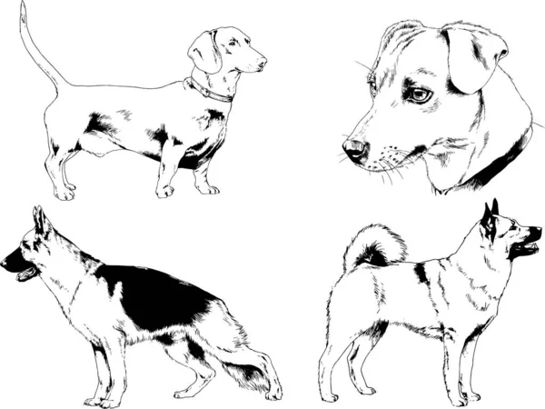 ベクター描画インクで手書きのラックの血統の犬をスケッチ 背景がないオブジェクト — ストックベクタ