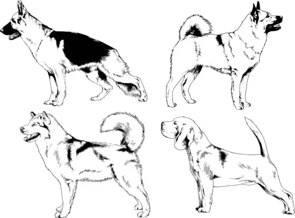 Dibujos Vectoriales Bocetos Pedigrí Perros Los Bastidores Dibujados Tinta Mano — Archivo Imágenes Vectoriales