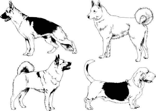 ベクター描画インクで手書きのラックの血統の犬をスケッチ 背景がないオブジェクト — ストックベクタ