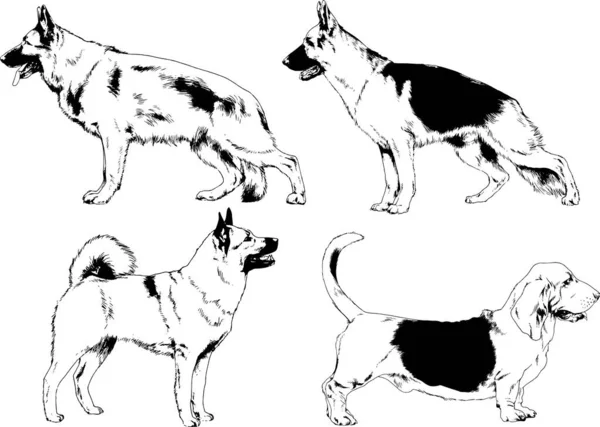 Dibujos Vectoriales Bocetos Pedigrí Perros Los Bastidores Dibujados Tinta Mano — Vector de stock