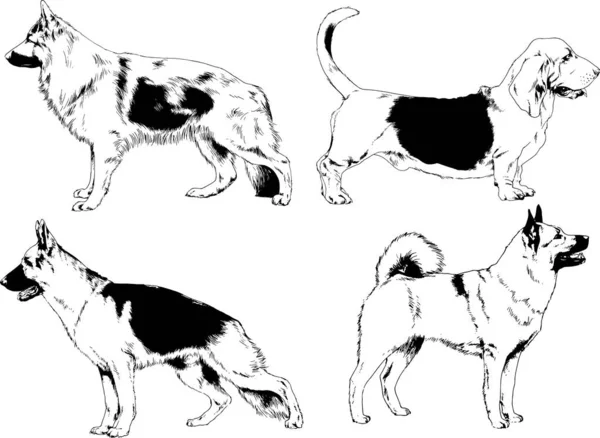 Desenhos Vetoriais Esboça Cães Pedigree Nas Prateleiras Desenhadas Tinta Mão — Vetor de Stock