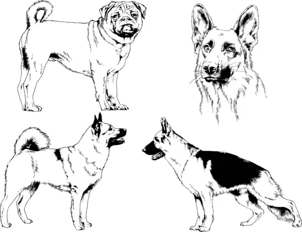 Dibujos Vectoriales Bocetos Pedigrí Perros Los Bastidores Dibujados Tinta Mano — Vector de stock