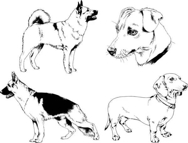 Dessins Vectoriels Croquis Chiens Pedigree Dans Les Supports Dessinés Encre — Image vectorielle