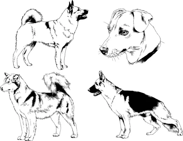 Dessins Vectoriels Croquis Chiens Pedigree Dans Les Supports Dessinés Encre — Image vectorielle