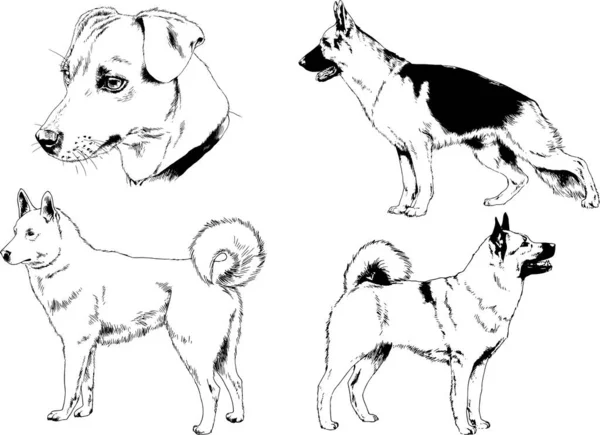 Dibujos Vectoriales Bocetos Pedigrí Perros Los Bastidores Dibujados Tinta Mano — Vector de stock