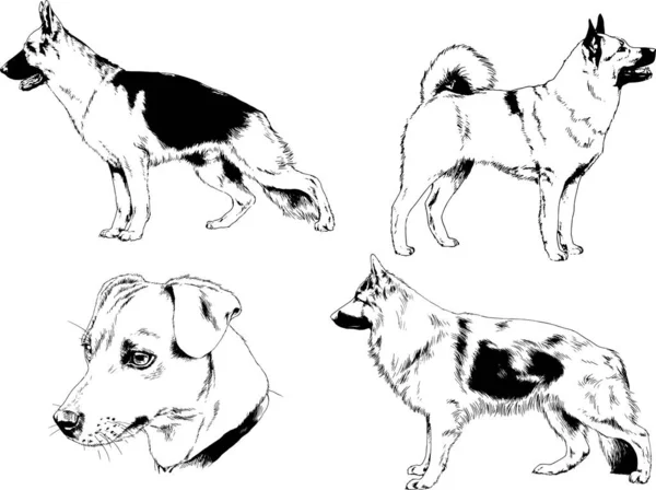 Dessins Vectoriels Croquis Chiens Pedigree Dans Les Supports Dessinés Encre — Image vectorielle