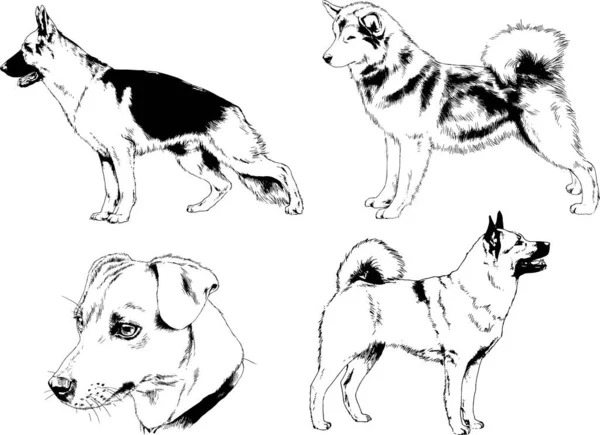 Dibujos Vectoriales Bocetos Pedigrí Perros Los Bastidores Dibujados Tinta Mano — Vector de stock