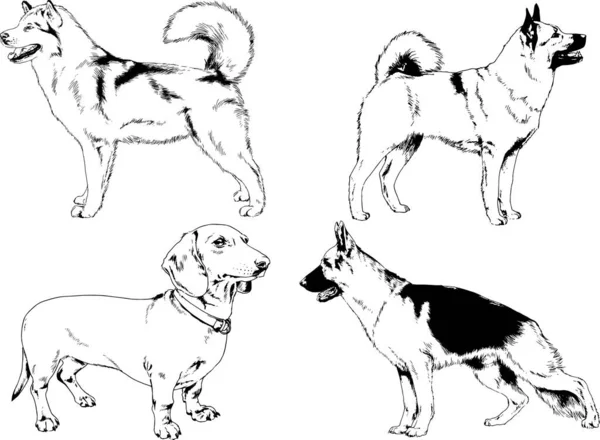 Vektorové Kresby Skici Chovné Psy Regálech Nakreslil Perem Objekty Bez — Stockový vektor