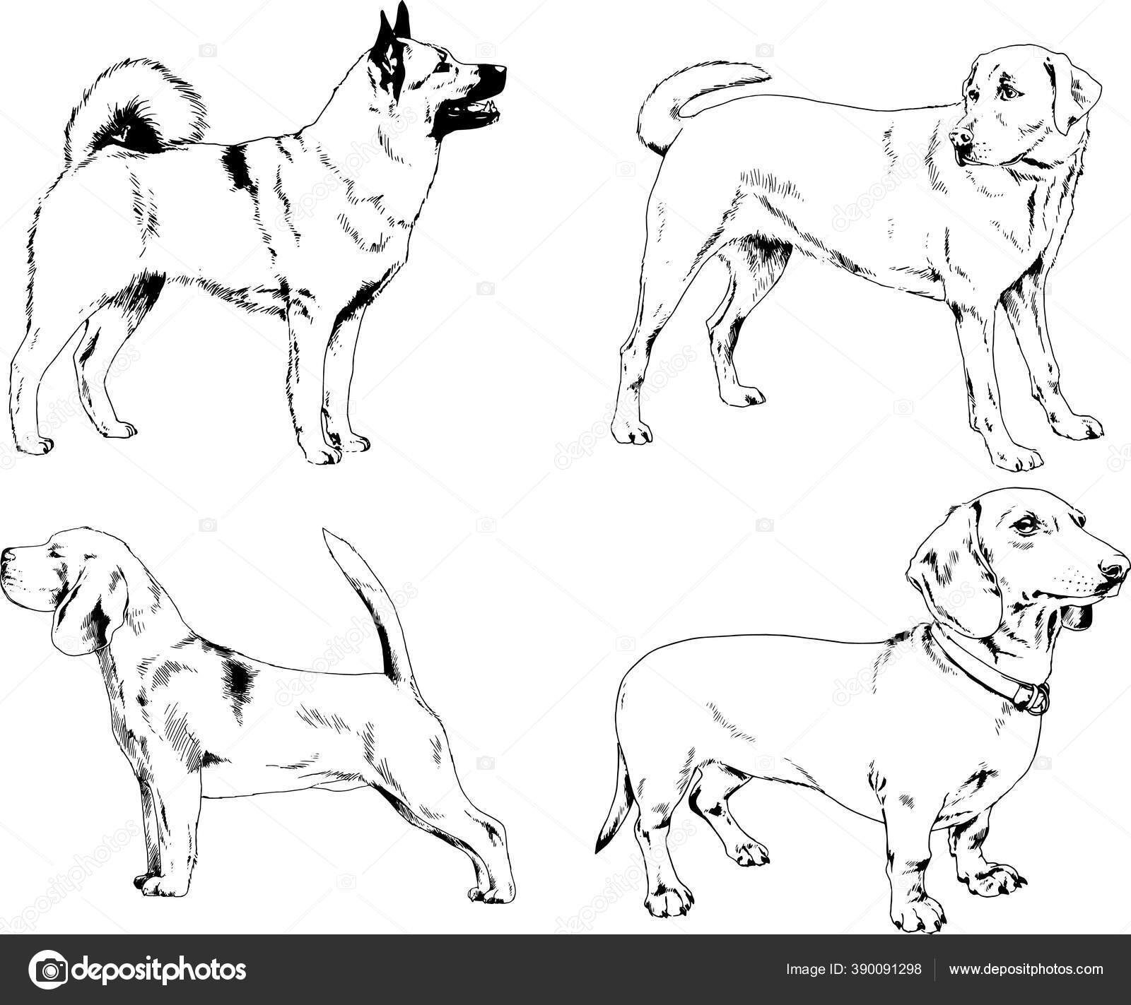Perro Silueta Vectorストックベクター ロイヤリティフリーperro Silueta Vectorイラスト ページ Depositphotos