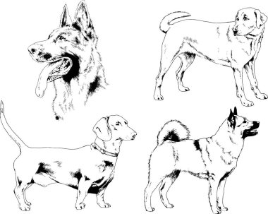 vektör çizim cins köpekler mürekkeple elle çizilmiş raflar içinde skeçler, arka plan ile obje