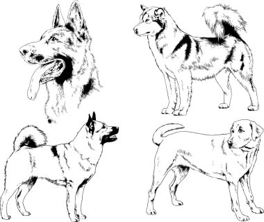 vektör çizim cins köpekler mürekkeple elle çizilmiş raflar içinde skeçler, arka plan ile obje