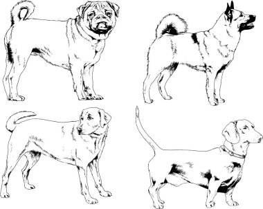 vektör çizim cins köpekler mürekkeple elle çizilmiş raflar içinde skeçler, arka plan ile obje