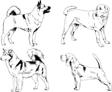 vektör çizim cins köpekler mürekkeple elle çizilmiş raflar içinde skeçler, arka plan ile obje