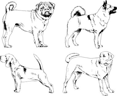 vektör çizim cins köpekler mürekkeple elle çizilmiş raflar içinde skeçler, arka plan ile obje