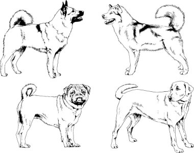vektör çizim cins köpekler mürekkeple elle çizilmiş raflar içinde skeçler, arka plan ile obje