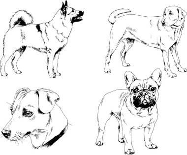 vektör çizim cins köpekler mürekkeple elle çizilmiş raflar içinde skeçler, arka plan ile obje