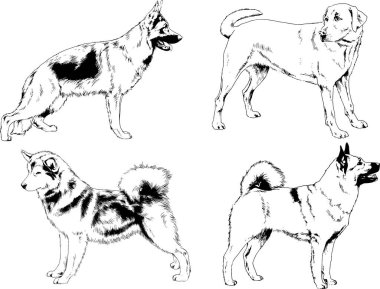 vektör çizim cins köpekler mürekkeple elle çizilmiş raflar içinde skeçler, arka plan ile obje