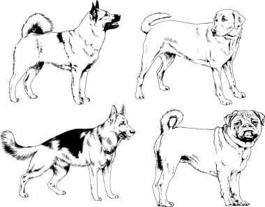 vektör çizim cins köpekler mürekkeple elle çizilmiş raflar içinde skeçler, arka plan ile obje
