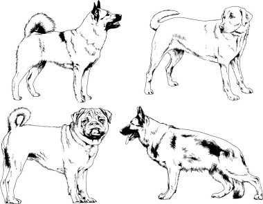 vektör çizim cins köpekler mürekkeple elle çizilmiş raflar içinde skeçler, arka plan ile obje