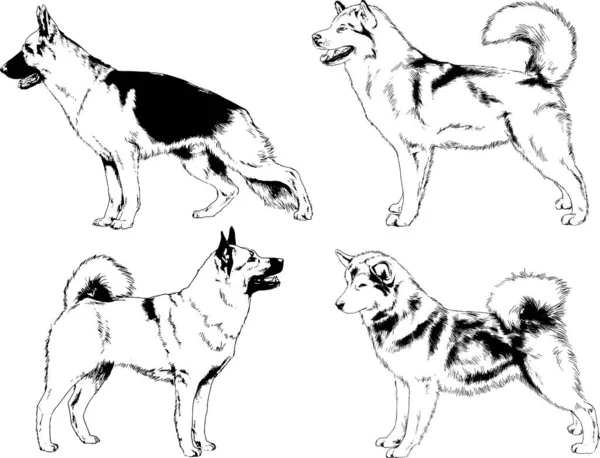 Dibujos Vectoriales Bocetos Pedigrí Perros Los Bastidores Dibujados Tinta Mano — Archivo Imágenes Vectoriales