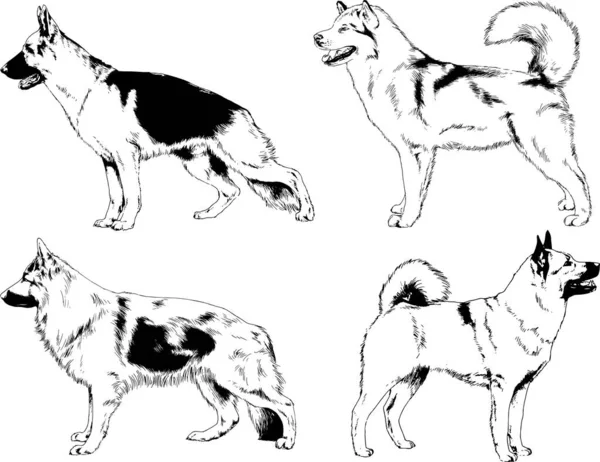 Dibujos Vectoriales Bocetos Pedigrí Perros Los Bastidores Dibujados Tinta Mano — Archivo Imágenes Vectoriales