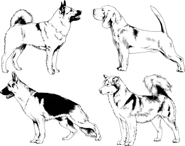 Desenhos Vetoriais Esboça Cães Pedigree Nas Prateleiras Desenhadas Tinta Mão — Vetor de Stock