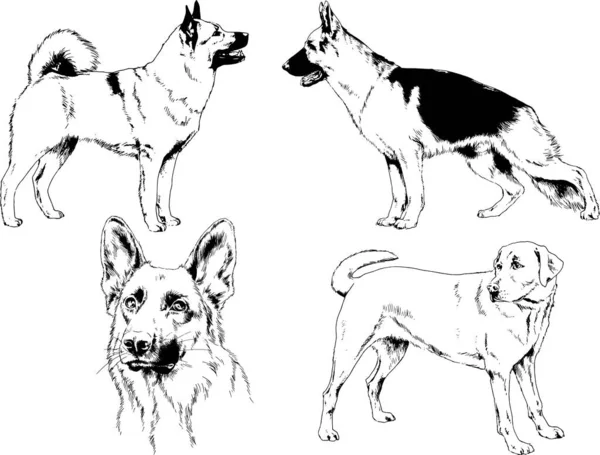 ベクター描画インクで手書きのラックの血統の犬をスケッチ 背景がないオブジェクト — ストックベクタ