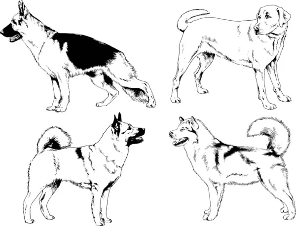 Dibujos Vectoriales Bocetos Pedigrí Perros Los Bastidores Dibujados Tinta Mano — Archivo Imágenes Vectoriales