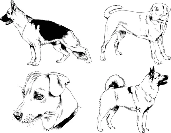 Dibujos Vectoriales Bocetos Pedigrí Perros Los Bastidores Dibujados Tinta Mano — Vector de stock